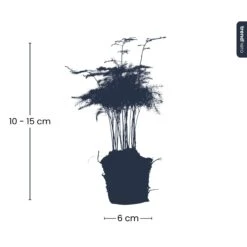 Asparagus - Potsize 6 Cm - 15-20 Cm High -UrbanJngl Terrarium Plants asparagus size trendhero