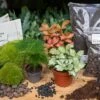 Asparagus - Plant Terrarium Refill & Starter Kit - 3 Terrarium Plants - DIY