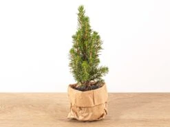 Mini Christmas Tree - ↑15-20 Cm - Ø 6 Cm Picea Glauca Perfecta