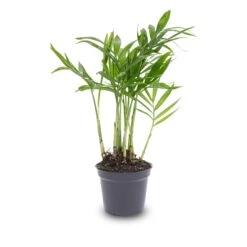 Parlour Palm - Chamaedorea Elegans 'baby' - Terrarium Plant -UrbanJngl Terrarium Plants bergpalm pot