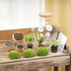 Bolder Bob - Terrarium With Light - Bottle Garden DIY Kit - Ø 31 Cm ↑ 30 Cm -UrbanJngl Terrarium Plants bolder bob flaschengarten kit terrarium