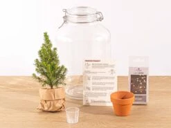 Easyplant - Mini Christmas Tree - DIY Terrarium Kit - ↑ 28 Cm 5 Easyplant - Mini Christmas Tree - DIY Terrarium Kit - ↑ 28 Cm -UrbanJngl Terrarium Plants christams terrarium weihnachten flaschengarten mit licht