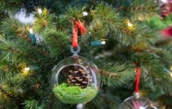 Glass Christmas Ball - Airplant And Reindeer Moss -UrbanJngl Terrarium Plants christmas glass ball with plant 002