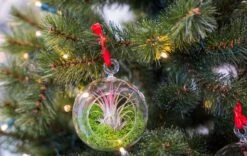 Glass Christmas Ball - Airplant And Reindeer Moss -UrbanJngl Terrarium Plants christmas glass ball with plant 003