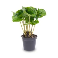 Coffea Arabica - Coffee Plant - Terrarium Plant -UrbanJngl Terrarium Plants coffea arabica pot