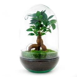 Egg XL Bonsai - Terrarium - Two-part Glass Dome - Bottle Garden DIY Kit - Ø 17.5 Cm ↑ 30 Cm -UrbanJngl Terrarium Plants diy closed terrarium with bonsai and moss fe5da829 0224 4e3c a59a 74b4c11f74b7