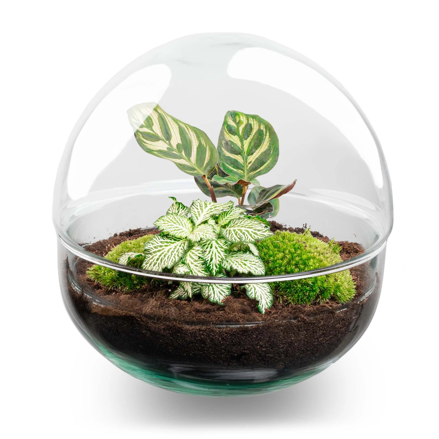 Dome - Two-part Round Glass Terrarium - Bottle Garden DIY Kit - Ø 20 Cm ↑ 20 Cm 1 Dome - Two-part Round Glass Terrarium - Bottle Garden DIY Kit - Ø 20 Cm ↑ 20 Cm