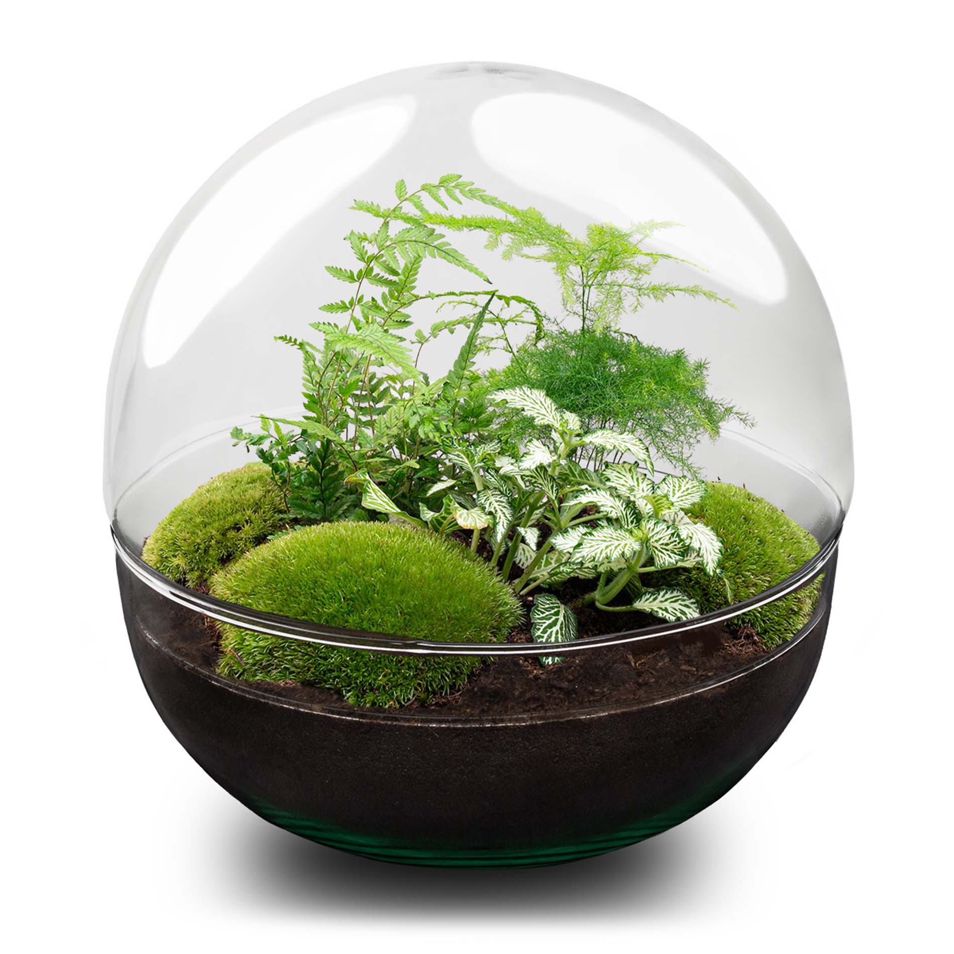 UrbanJngl Terrarium Plants -UrbanJngl Terrarium Plants dome terrarium glass green plants flaschengarten 1