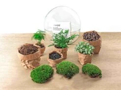 Dome XL - Two-part Round Glass Terrarium - Bottle Garden DIY Kit - Ø 28 Cm ↑ 28 Cm -UrbanJngl Terrarium Plants dome view green 3pc