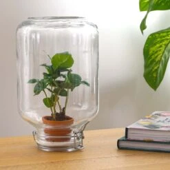 Easyplant - Fido Terrarium Jar - Bottle Garden DIY Kit - Ø 18 Cm ↑ 28 Cm -UrbanJngl Terrarium Plants easyplant koffieplant 2c44bf96 a74e 46bd 84ae 4aaed82a6bc9