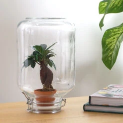 Easyplant - Fido Terrarium Jar - Bottle Garden DIY Kit - Ø 18 Cm ↑ 28 Cm -UrbanJngl Terrarium Plants easyplant pikaplant bonsai 56549d05 e85a 40c0 8ee9 255c329ed8a2