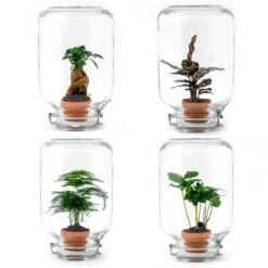 Easyplant - Fido Terrarium Jar - Bottle Garden DIY Kit - Ø 18 Cm ↑ 28 Cm