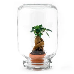 Easyplant - Fido Terrarium Jar - Bottle Garden DIY Kit - Ø 18 Cm ↑ 28 Cm -UrbanJngl Terrarium Plants easyplant en ficus ginseng bonsai terrarium diy kit 58a1d7f6 a3d8 4fee b7a0 de6241896150