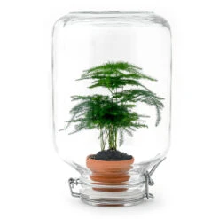 Easyplant - Fido Terrarium Jar - Bottle Garden DIY Kit - Ø 18 Cm ↑ 28 Cm -UrbanJngl Terrarium Plants easyplant en asparagus terrarium kit houseplant 517dfa53 0520 423f a090 6aea98677e6f