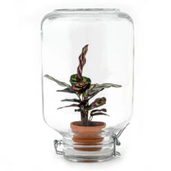 Easyplant - Fido Terrarium Jar - Bottle Garden DIY Kit - Ø 18 Cm ↑ 28 Cm -UrbanJngl Terrarium Plants easyplant en calathea diy terrarium bottle garden 541481b0 1d9f 4a10 89ed daebc1756fff