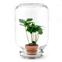 Easyplant - Fido Terrarium Jar - Bottle Garden DIY Kit - Ø 18 Cm ↑ 28 Cm -UrbanJngl Terrarium Plants easyplant nl coffea terrarium koffieplant arabica 8d98681c 02df 4e5c 864e 7508762ff9c3