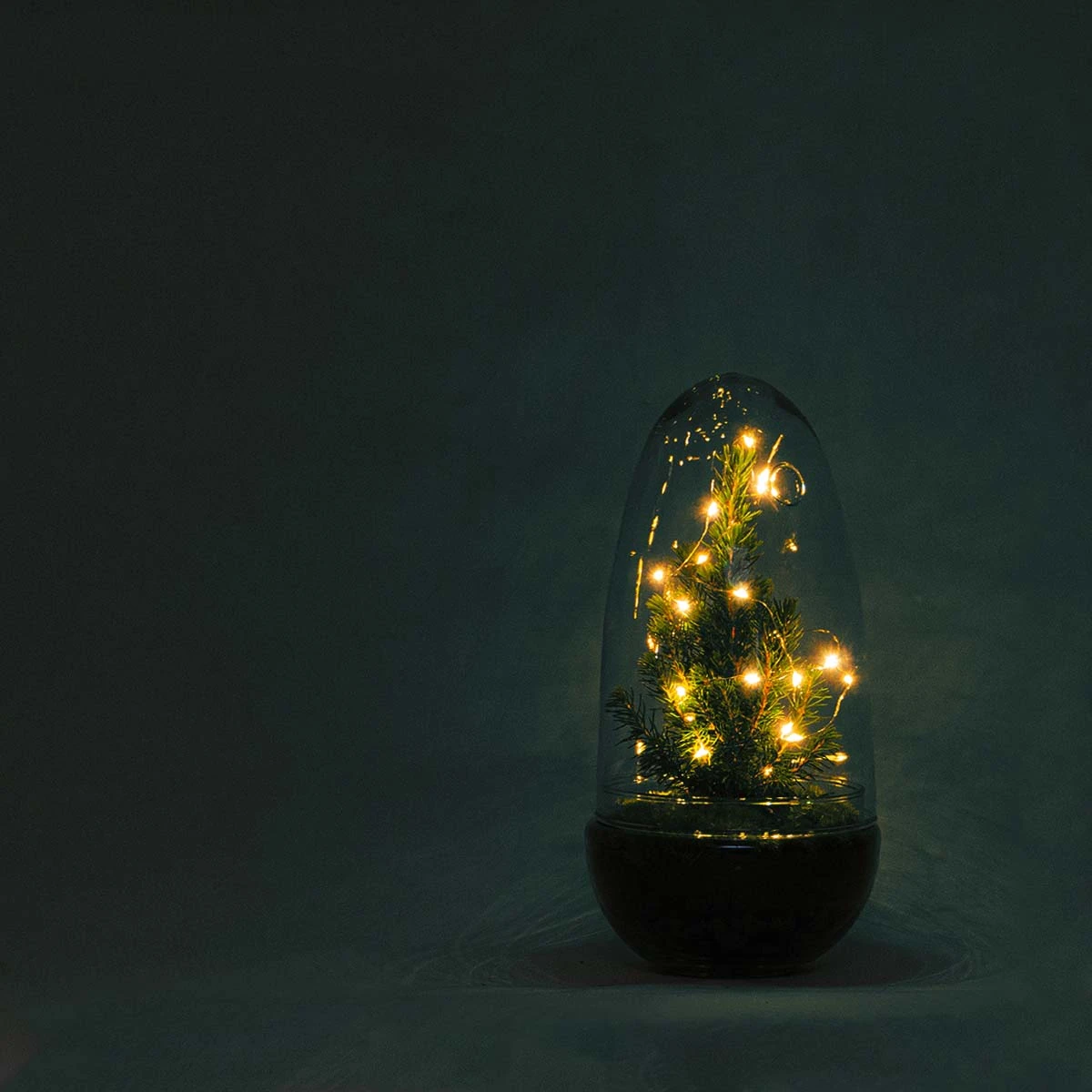 Egg Christmas - Plant Terrarium With Christmas Tree And Lighting - ↑ 25 Cm 1 Egg Christmas - Plant Terrarium With Christmas Tree And Lighting - ↑ 25 Cm