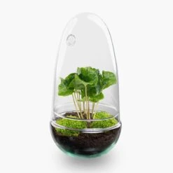 Egg - Terrarium - Two-part Glass Dome - Bottle Garden DIY Kit - Ø 12 Cm ↑ 25 Cm -UrbanJngl Terrarium Plants egg coffea arabica terrarium