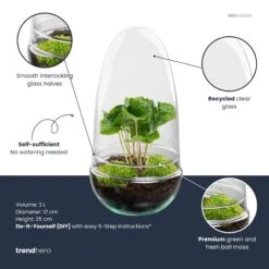 Egg - Terrarium - Two-part Glass Dome - Bottle Garden DIY Kit - Ø 12 Cm ↑ 25 Cm -UrbanJngl Terrarium Plants egg coffea plant terrarium diy kit info trendhero