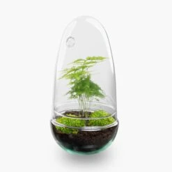 Egg - Terrarium - Two-part Glass Dome - Bottle Garden DIY Kit - Ø 12 Cm ↑ 25 Cm -UrbanJngl Terrarium Plants egg terrarium asparagus
