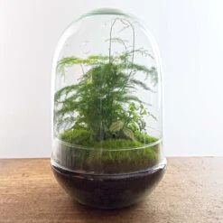 Egg XL - Terrarium - Two-part Glass Dome - Bottle Garden DIY Kit - Ø 17.5 Cm ↑ 30 Cm -UrbanJngl Terrarium Plants egg terrarium fittonia asparagus diy 577298b7 c9cf 4463 a1b9 2c2bd7d14f30