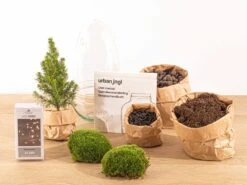 Egg Christmas - Plant Terrarium With Christmas Tree And Lighting - ↑ 25 Cm 7 Egg Christmas - Plant Terrarium With Christmas Tree And Lighting - ↑ 25 Cm -UrbanJngl Terrarium Plants egg terrarium glas christmas flaschengarten