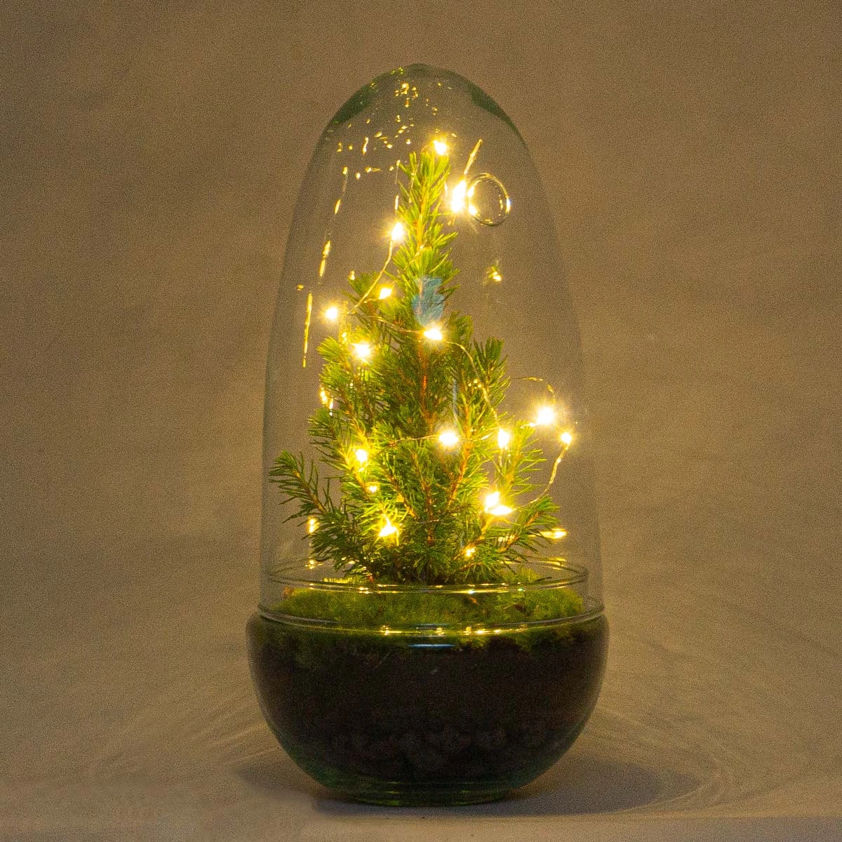 Egg Christmas - Plant Terrarium With Christmas Tree And Lighting - ↑ 25 Cm 3 Egg Christmas - Plant Terrarium With Christmas Tree And Lighting - ↑ 25 Cm - Image 3