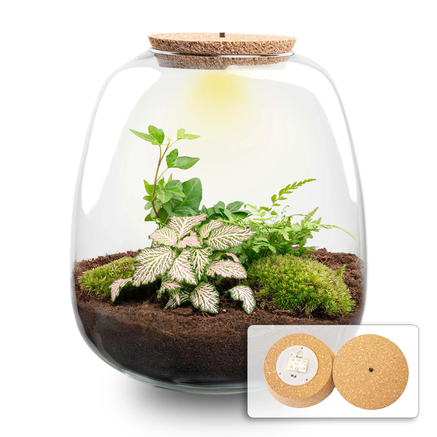 Emma - Terrarium With Light - Bottle Garden DIY Kit - Ø 23 Cm ↑ 25 Cm 11 Emma - Terrarium With Light - Bottle Garden DIY Kit - Ø 23 Cm ↑ 25 Cm - Image 11