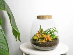 Emma Mini - Terrarium With Cork - Bottle Garden DIY Kit - Ø 19 Cm ↑ 20 Cm -UrbanJngl Terrarium Plants emma mini ruby lime fittonia diy terrarium flaschengarten 9dad0386 fe1c 433b bd7a 724e6499c577