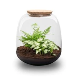 Emma Mini - Terrarium With Cork - Bottle Garden DIY Kit - Ø 19 Cm ↑ 20 Cm -UrbanJngl Terrarium Plants emma mini white plant terrarium trendhero
