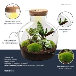 Fat Joe - Terrarium With Light - Bottle Garden DIY Kit - Ø 29 Cm ↑ 30 Cm 8 Fat Joe - Terrarium With Light - Bottle Garden DIY Kit - Ø 29 Cm ↑ 30 Cm -UrbanJngl Terrarium Plants fatjoe plant terrarium diy kit info trendhero 5f00b398 f9ac 4395 947d a64cda47a68e