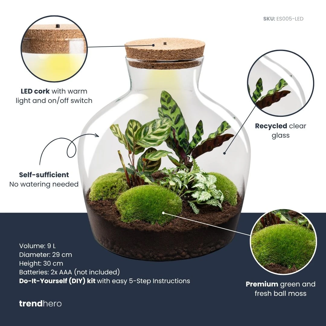 Fat Joe - Terrarium With Light - Bottle Garden DIY Kit - Ø 29 Cm ↑ 30 Cm 3 Fat Joe - Terrarium With Light - Bottle Garden DIY Kit - Ø 29 Cm ↑ 30 Cm - Image 3