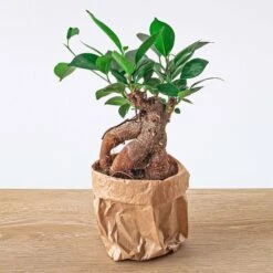 Ficus Microcarpa Ginseng Bonsai - ↑20 Cm -UrbanJngl Terrarium Plants ficus bonsai ginseng microcarpa plant 7326cbd1 f82f 4408 a147 4209a2824a42