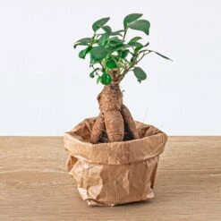 Ficus Ginseng Bonsai - Microcarpa - ↑ Ca. 15 Cm - Ø 6 Cm -UrbanJngl Terrarium Plants ficus ginseng microcarpa terrarium plant d36371ef 83d8 42bb a7c4 f7a31a19b5b5