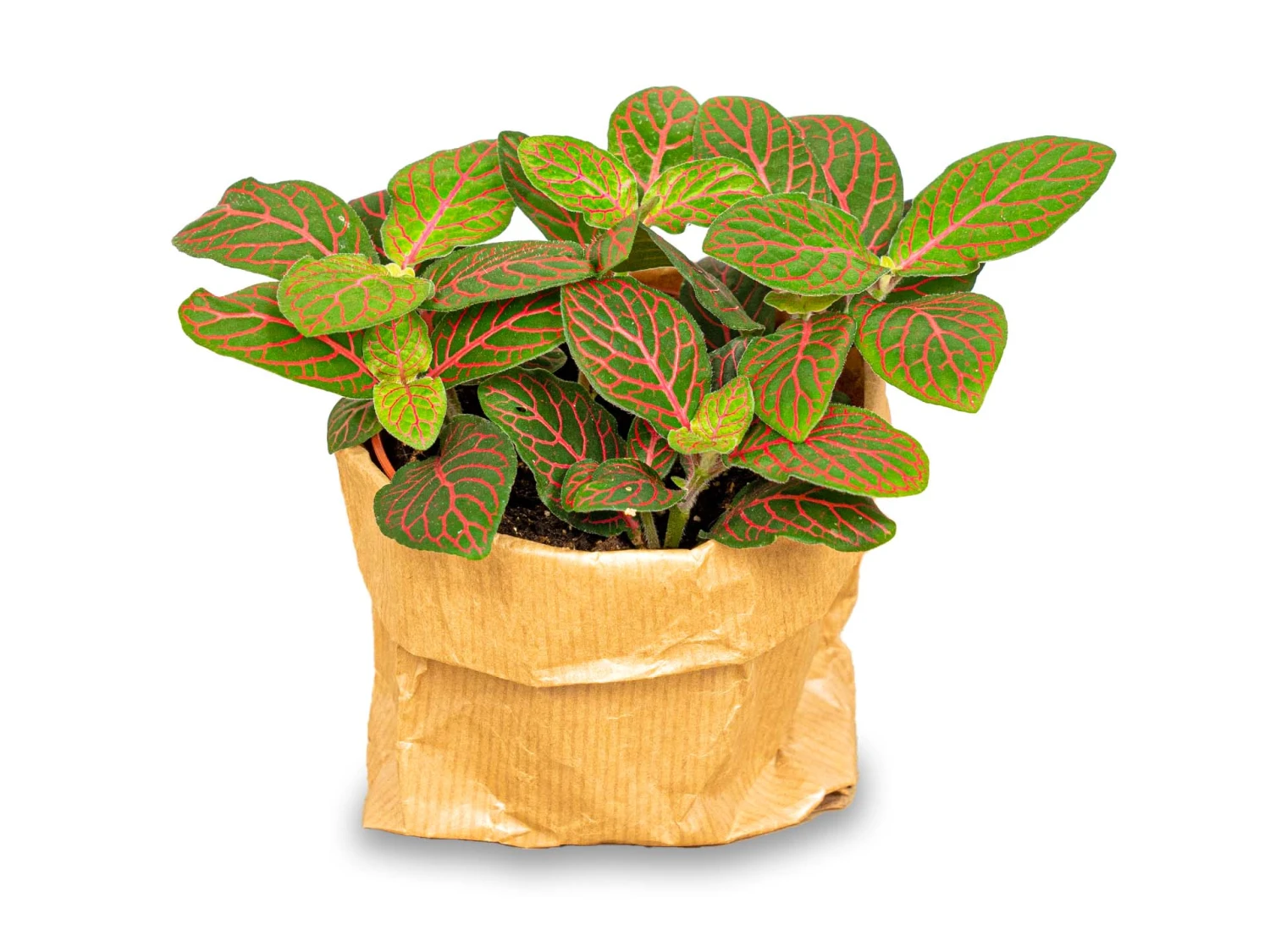 Fittonia Joly Josan - Red And Green - Mosaic Plant 4 Fittonia Joly Josan - Red And Green - Mosaic Plant - Image 4