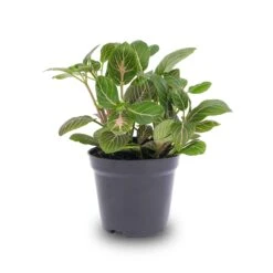 Fittonia Joly Josan - Red And Green - Mosaic Plant 6 Fittonia Joly Josan - Red And Green - Mosaic Plant -UrbanJngl Terrarium Plants fittonia joly josan pot