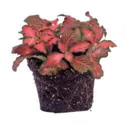 Fittonia Red - Mosaic Plant -UrbanJngl Terrarium Plants fittonia red star terrarium plant