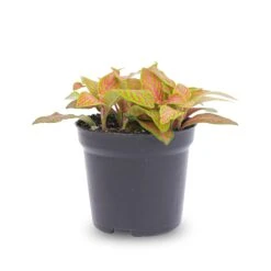 Fittonia Orange - Pink - Ruby Lime - Mosaic Plant -UrbanJngl Terrarium Plants fittonia ruby lime pot