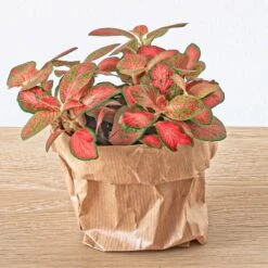 Fittonia Orange - Pink - Ruby Lime - Mosaic Plant -UrbanJngl Terrarium Plants fittonia ruby lime red a8f957da 583a 4879 84a1 1815d1cf242c