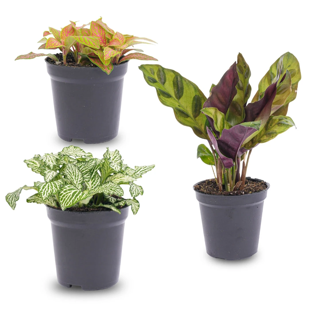 Plant Terrarium Set - Lancifolia - 3 Plants - Calathea Lancifolia - Red & White Fittonia 1 Plant Terrarium Set - Lancifolia - 3 Plants - Calathea Lancifolia - Red & White Fittonia