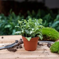 UrbanJngl Terrarium Plants -UrbanJngl Terrarium Plants fittonia white tiger plant