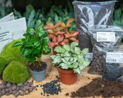 Coffea Arabica - Plant Terrarium Refill & Starter Kit - 3 Terrarium Plants - DIY -UrbanJngl Terrarium Plants flaschengarten set bottle garden kit coffea green