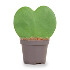 Hoya Kerrii - Heartplant - ↑ 10 Cm - ⌀ 6 Cm -UrbanJngl Terrarium Plants hartjesplant cc9099d3 925d 41ae 9e46 c199154c8efa