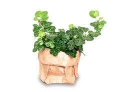 Hedera Helix - Ø 6 Cm - Houseplant & Terrarium Plant -UrbanJngl Terrarium Plants hedera helix 7