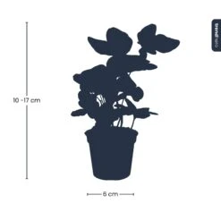 Hedera Helix - Ø 6 Cm - Houseplant & Terrarium Plant -UrbanJngl Terrarium Plants hedera helix kaufen online