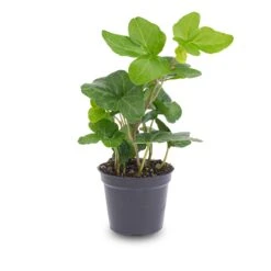 Hedera Helix - Ø 6 Cm - Houseplant & Terrarium Plant -UrbanJngl Terrarium Plants hedera helix pot