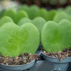 Hoya Kerrii - Heartplant - ↑ 10 Cm - ⌀ 6 Cm -UrbanJngl Terrarium Plants hoya kerrii plant