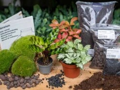 Calathea Lancifolia - Plant Terrarium Refill & Starter Kit - 3 Terrarium Plants - DIY 6 Calathea Lancifolia - Plant Terrarium Refill & Starter Kit - 3 Terrarium Plants - DIY -UrbanJngl Terrarium Plants lancifolia 3 plants terrarium kit diy