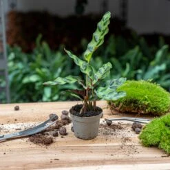 Plant Terrarium Set - Lancifolia - 3 Plants - Calathea Lancifolia - Red & White Fittonia 7 Plant Terrarium Set - Lancifolia - 3 Plants - Calathea Lancifolia - Red & White Fittonia -UrbanJngl Terrarium Plants lancifolia calathea babyplant pm6 trendhero a4b6f9b5 875c 4162 a58f f678a8e187ab