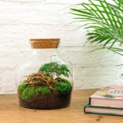 Little Joe - Terrarium With Light - Bottle Garden DIY Kit - Ø 20 Cm ↑ 22 Cm -UrbanJngl Terrarium Plants little joe ecosysteem plant in fles ec468582 06a1 44a4 b107 78cc934a6da0